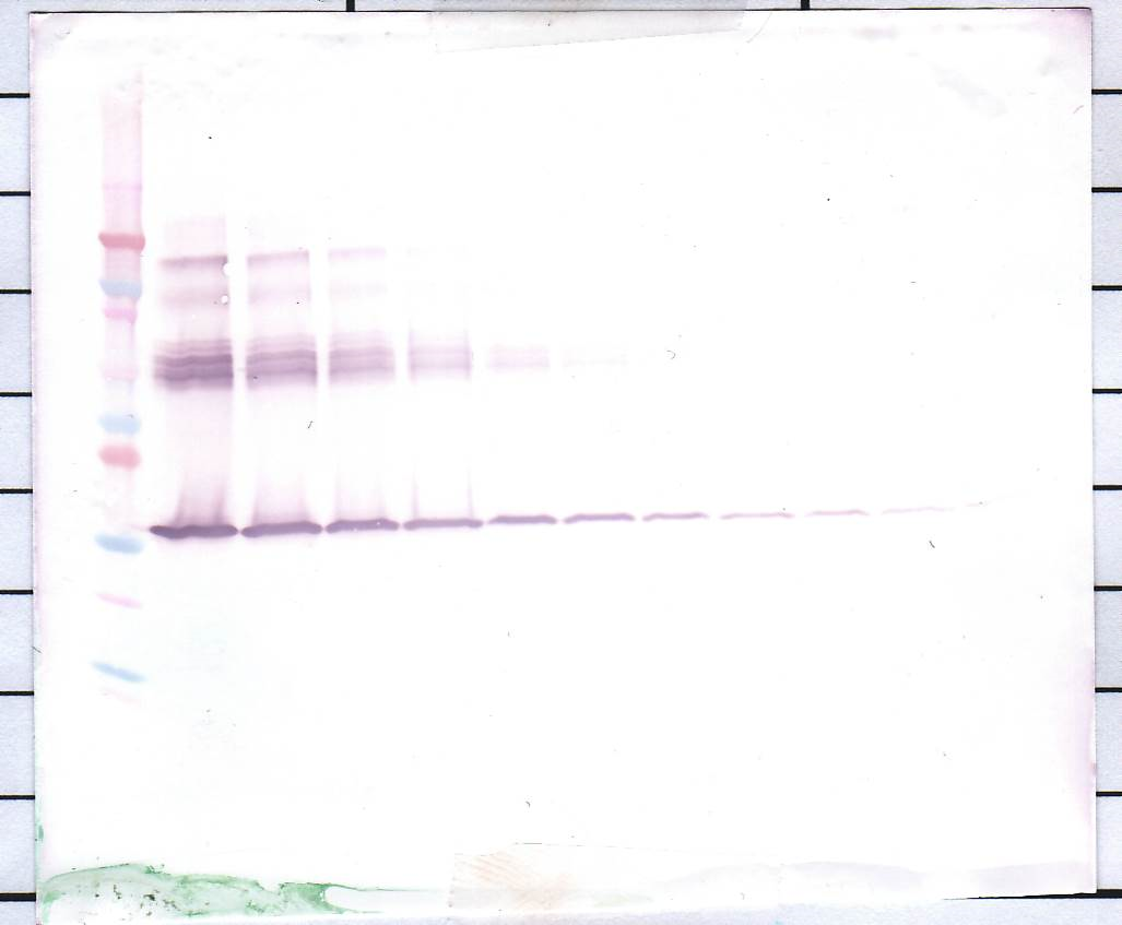 anti-M-CЅF antibody (Biotin)