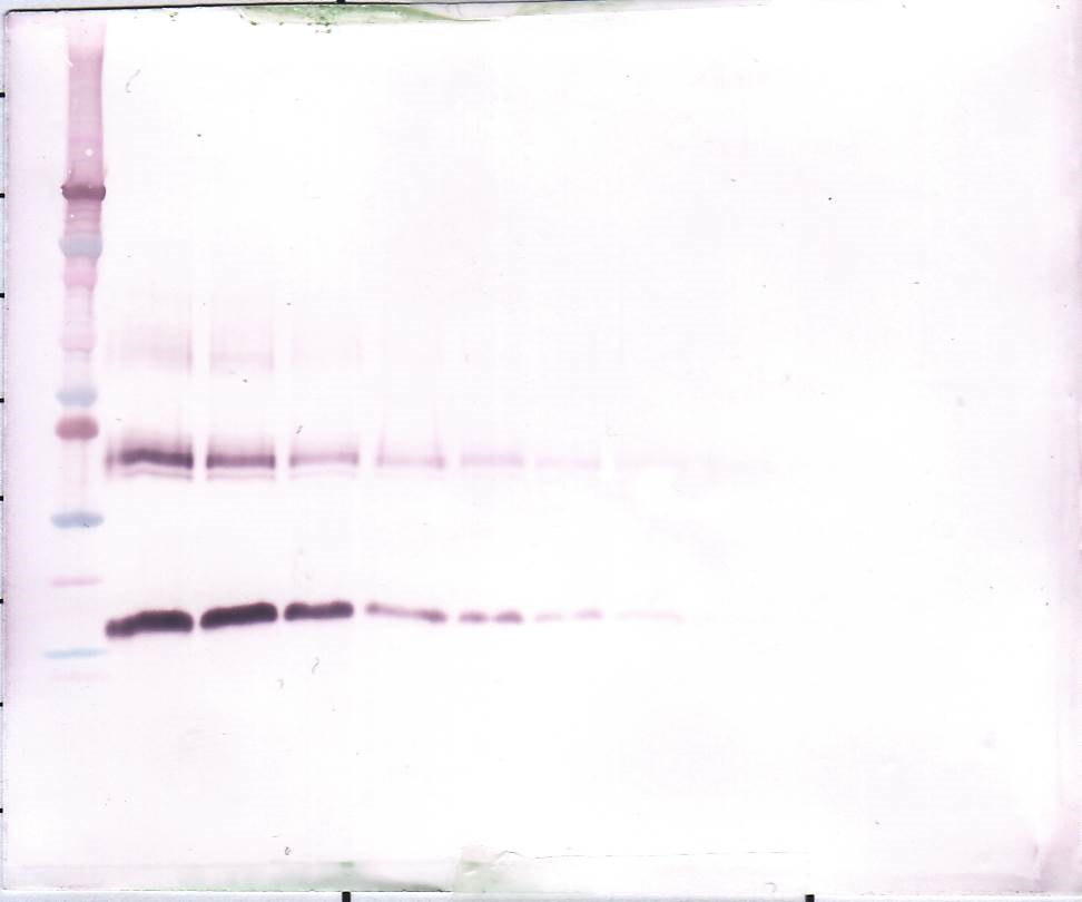 anti-M-CЅF antibody (Biotin)
