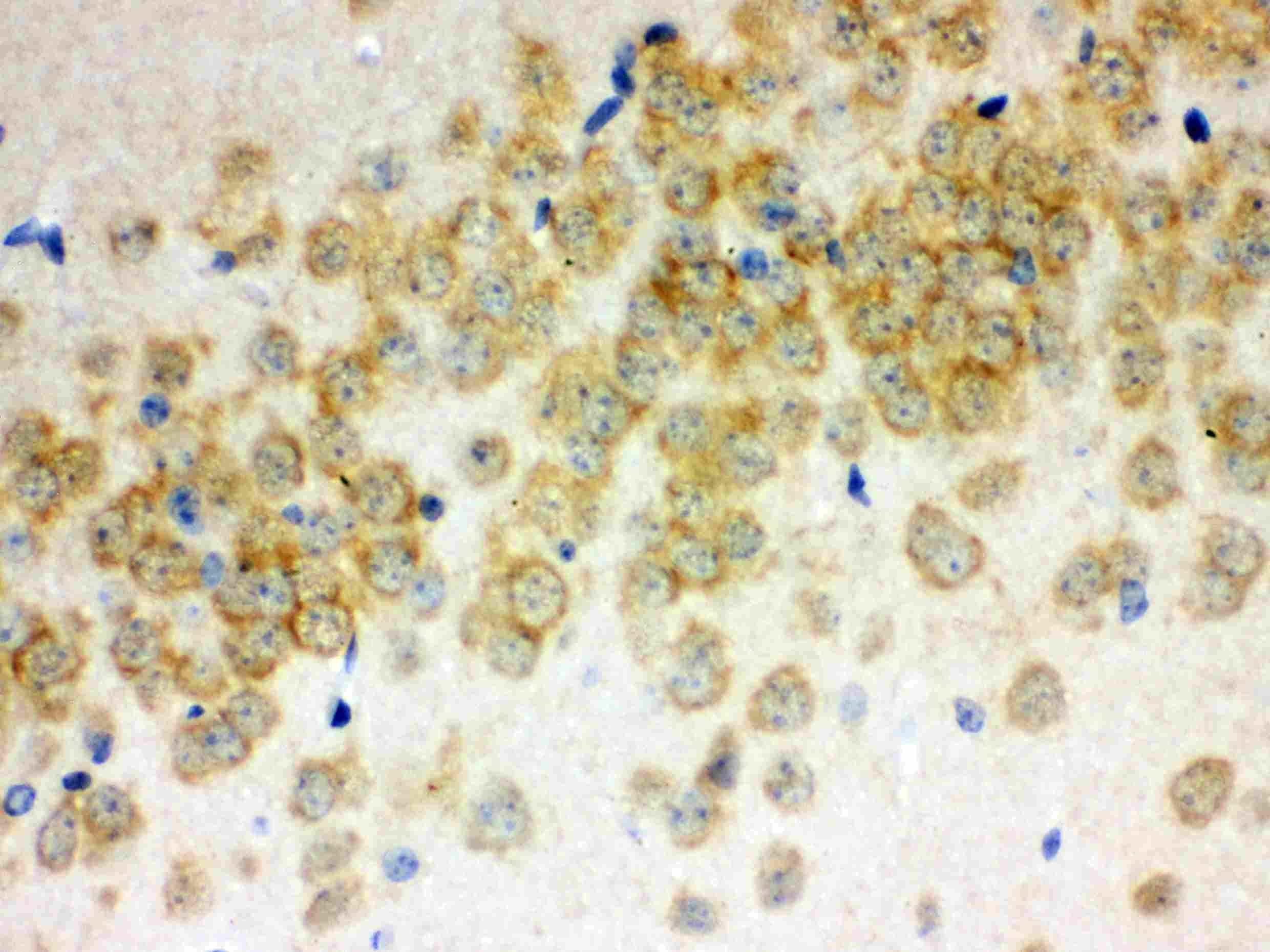 anti-Otoferlin antibody
