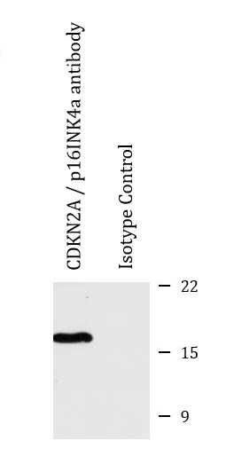anti-CDKN2A / p16INK4a antibody