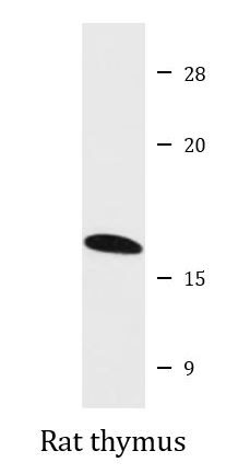 anti-CDKN2A / p16INK4a antibody