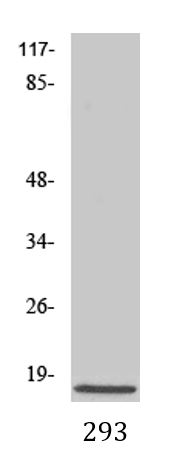 anti-Caspase 3 (cleaved) antibody