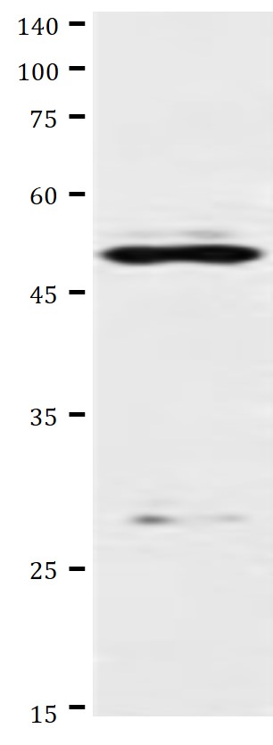 anti-Nkx 6.1 antibody