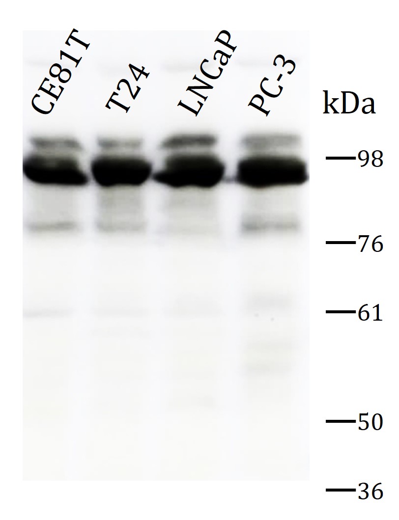 anti-ALIX antibody