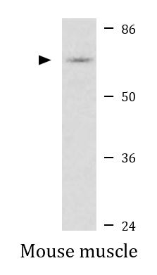 anti-Nrf 2 phospho (Ser40) antibody