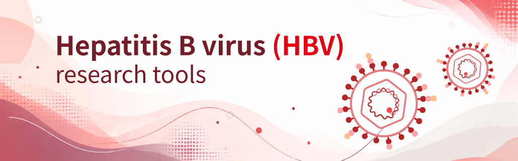 Hepatitis B virus research tools