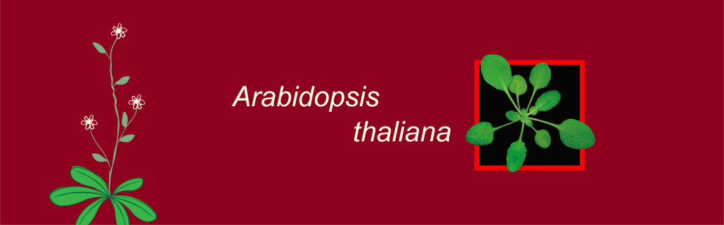 Arabidopsis