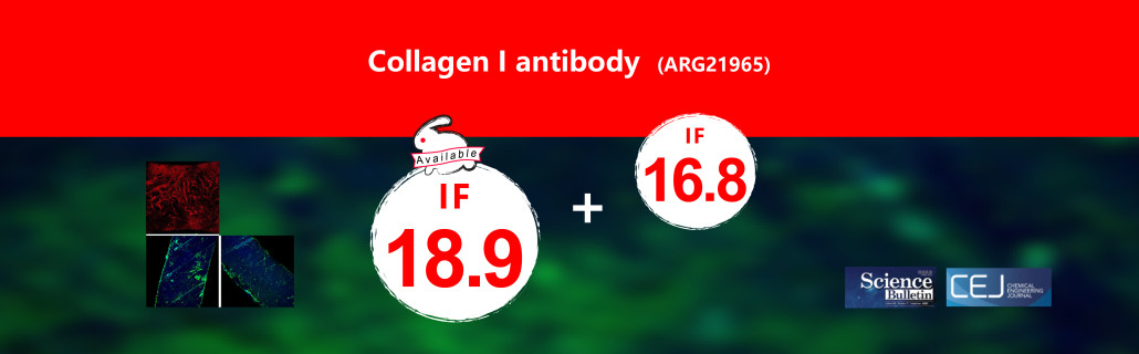 Collagen I