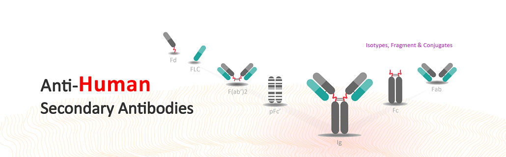 Comprehensive anti-Human secondary antibodies