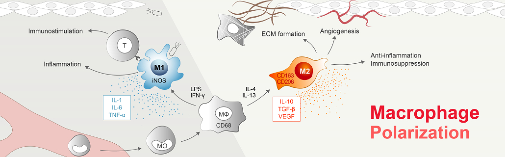 Macrophage-polarization