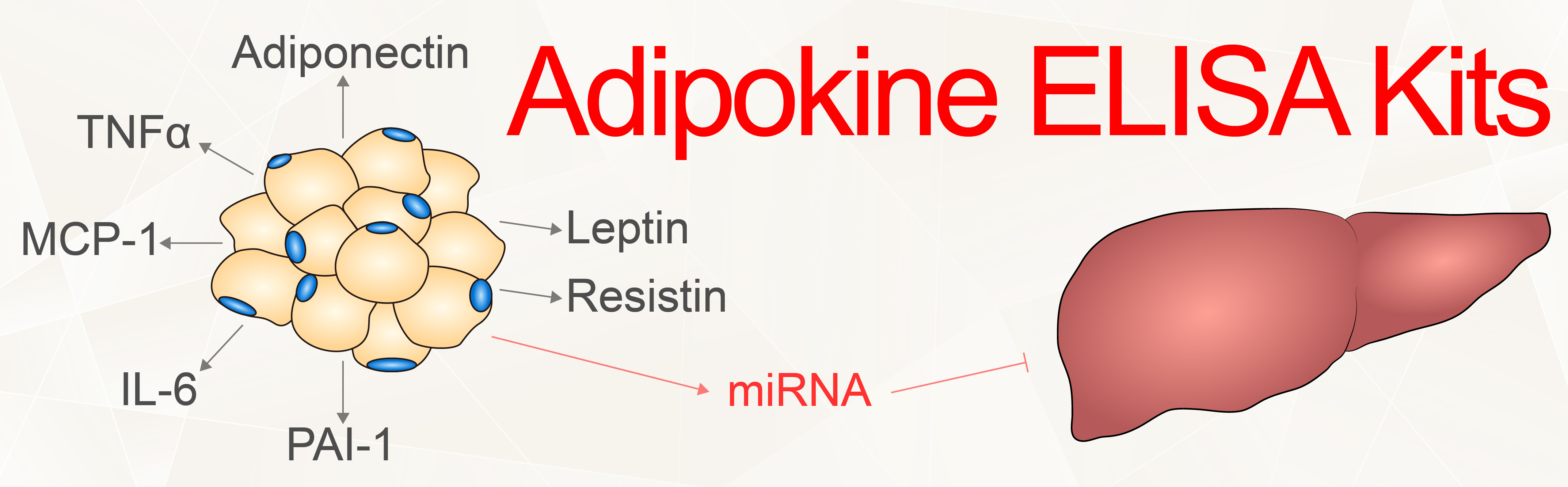 Adipokines