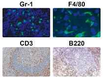 Mouse inflammatory cell panel used for IHC-P and IHC-Fr detection of Gr-1, F4/80, CD3, and B220, enabling visualization of innate and adaptive immune cell distribution in mouse tissues.
