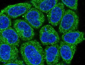 Immunofluorescence: HeLa cells stained with anti-Nrf 2 antibody.