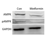 Western blot showing AMPK and pAMPK (Thr172) expression in control vs. metformin-treated cells, detected with AMPKα and phospho-AMPKα antibodies, with GAPDH as loading control.