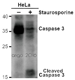 caspase-3 antibody