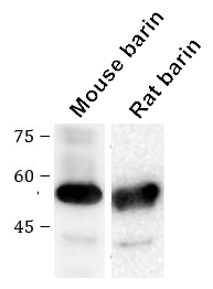 caspase-8 antibody