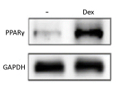Western blot showing PPARγ protein expression in control vs. dexamethasone (Dex)-treated cells, detected with PPARγ antibody, with GAPDH as loading control.