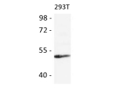 Western blot: 25 µg of 293T cell lysate stained with anti-Estrogen related Receptor alpha antibody at 1:1000 dilution.