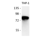 Western blot: THP-1 cell lysate stained with anti-FOXO1 / FKHR antibody at 1:1000 dilution.