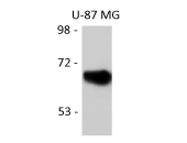Western blot: U-87 MG cell lysate stained with anti-NRF1 antibody.