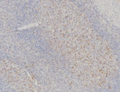 Immunohistochemistry: Human tonsil stained with anti-TIGIT antibody [SQab30360]