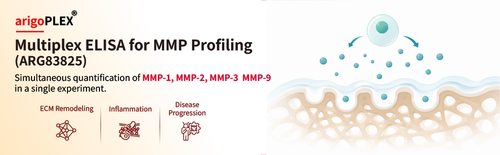 arigoPLEX® Multiplex ELISA for MMP Profiling — simultaneous quantification of MMP-1, MMP-2, MMP-3, and MMP-9 for ECM remodeling, inflammation, and disease progression research