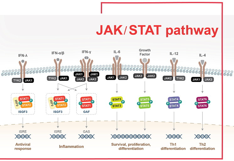 JAK-STAT pathway