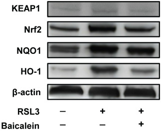 Keap1-Nrf2-ARE Antibody Panel