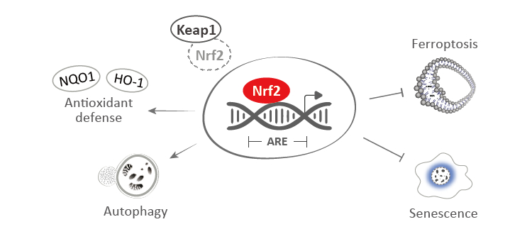 Keap1-Nrf2-ARE