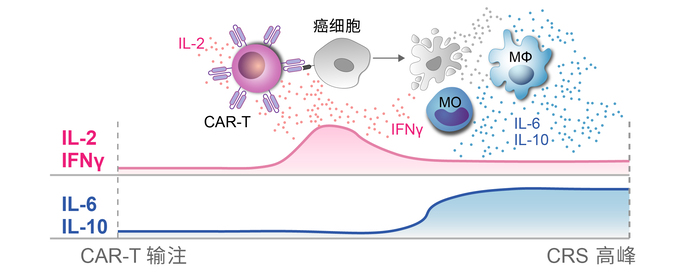 CAR-T induced CRS