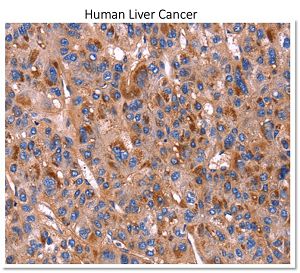 PVR Antibody IHC-P image