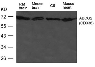 ABCG2 Antibody WB image