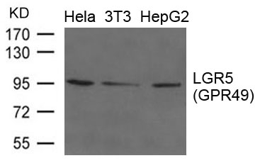 LGR5 Antibody WB image