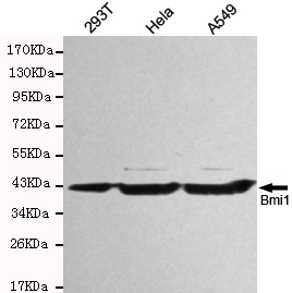 BmiI Antibody WB image