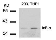 I kappa B alpha antibody