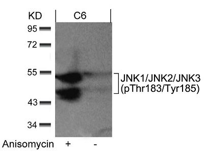 JNK1/JNK2/JNK3 phospho (Thr183/Tyr185) antibody 