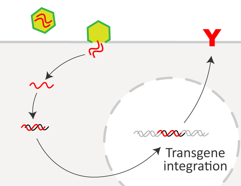 Quality control for engineered T cell therapy - News - Company - arigo ...