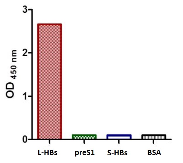 nti-HBV preS2 antibody [SQab1507] ELISA validation image