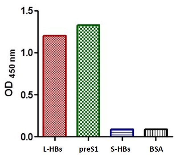 Anti-HBV preS1 antibody [SQab1506] ELISA validation image