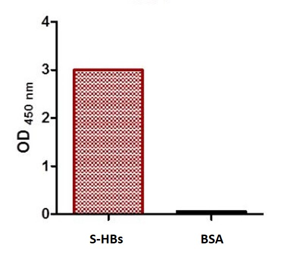 Anti-HBV surface antigen (HBsAg) antibody [SQab1504] ELISA validation image