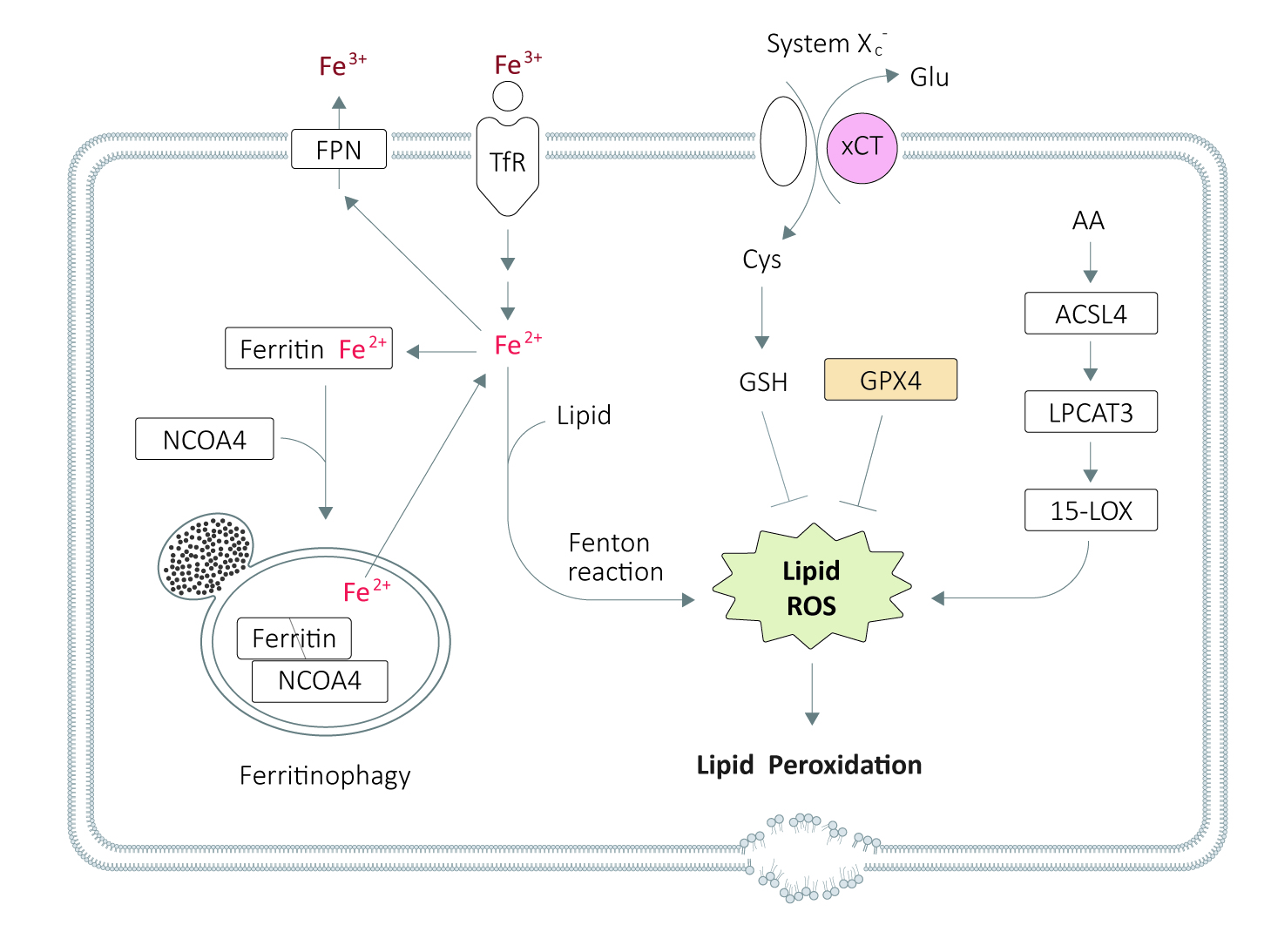 Diagram illustrating the ferroptosis pathway, showing iron metabolism, lipid peroxidation, and GPX4 regulation within a cell.