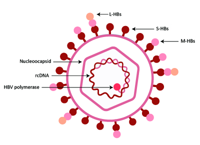 Diagram of hepatitis B virus (HBV) structure showing the nucleocapsid, rcDNA genome, HBV polymerase, and the three surface proteins S-HBs, M-HBs, and L-HBs embedded in the viral envelope