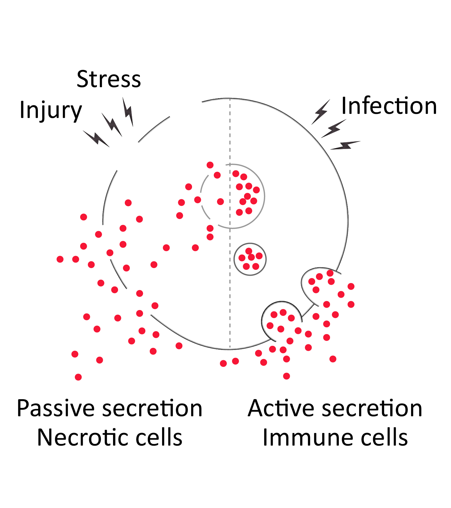 Comprehensive HMGB1 ELISA Kits Company arigo Biolaboratories