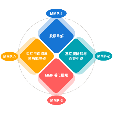 MMP-1、MMP-2、MMP-3和MMP-9的生物学功能示意图,展示其在胶原降解、基底膜降解、血管生成、炎症反应、血脑屏障功能障碍及MMP活化中的作用