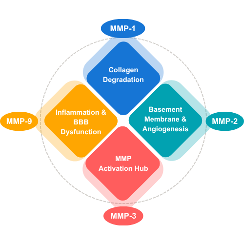 Diagram illustrating the key functions of four MMP biomarkers: MMP-1 (Collagen Degradation), MMP-2 (Basement Membrane and Angiogenesis), MMP-3 (MMP Activation Hub), and MMP-9 (Inflammation and BBB Dysfunction)