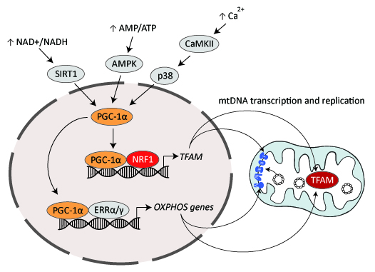 Diagram of PGC-1alpha signaling pathway for mitochondrial biogenesis, showing upstream regulators SIRT1 (NAD+/NADH), AMPK (AMP/ATP), CaMKII (Ca2+), and p38 activating PGC-1alpha, which co-activates NRF1 to induce TFAM expression and ERRalpha/gamma to drive OXPHOS gene transcription.