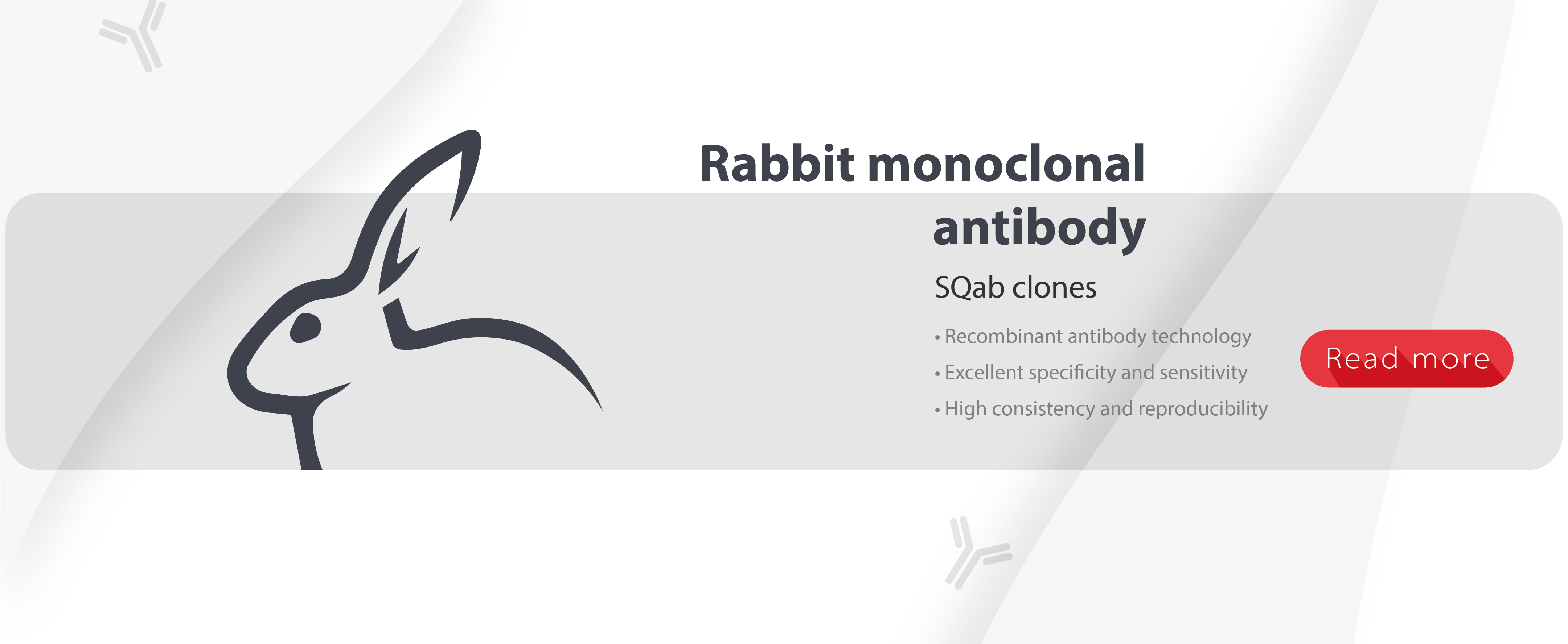 Rabbit monoclonal antibodies