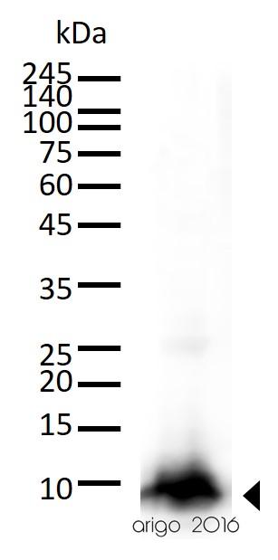 Western blot: 30 microg of Mouse kidney lysate stained with ARG62461 anti-Cytochrome C antibody [6H2.B4] at 1:500 dilution.