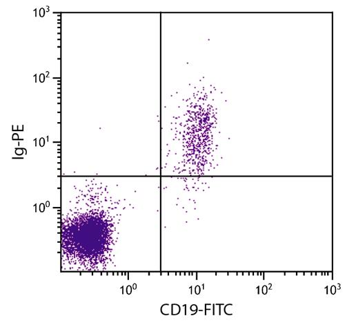 Flow Cytometry: Human peripheral blood lymphocytes stained with ARG21643 Goat anti-Human IgA + IgG + IgM antibody, F(ab)2 fragment (PE) and ARG21258 anti-CD19 antibody [SJ25-C1] (FITC).