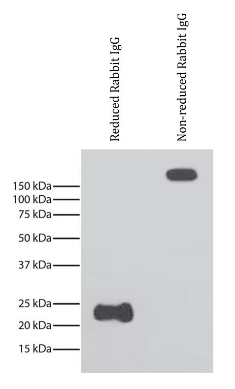 Western blot: Reduced and non-reduced Rabbit IgG stained with ARG22302 Mouse anti-Rabbit Light Chain antibody [SB62a] (HRP). Light chains were visualized using chemiluminescent detection.